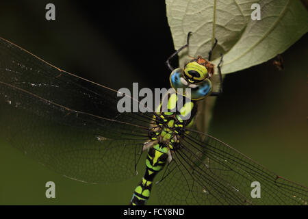 Südlichen Hawker Libelle, (Aeshna Cyanea), männlichen hängend von einem Blatt, Gloucestershire, England, UK. Stockfoto