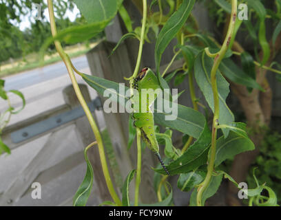 5. Instar Puss Moth Raupe (Cerura Vinula) auf Korkenzieher Weide (Salix Matsudana 'Tortuosa') mit Stub gegessen Blatt Stockfoto