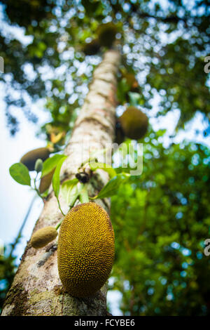 Jackfrucht, wild Jack Online Obst, Jackfrucht in einem Baum, indische Jackfrucht Stockfoto