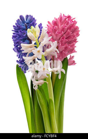 Hyazinthe Blumen auf weißem Hintergrund Stockfoto