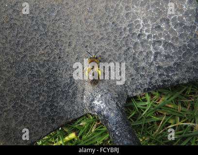 Frühen Bergbau Biene (Andrena Haemorrhoa) auf Klinge aus Metall Kelle Stockfoto