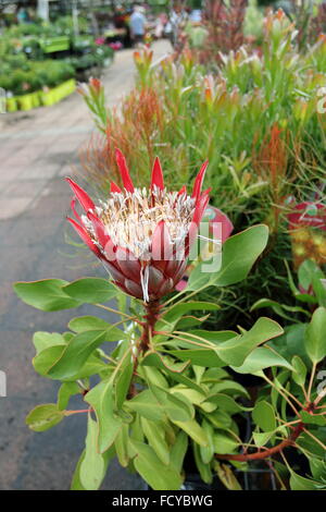 Protea Cynaroides oder als Königsprotea oder kleine Prinz Protea Südafrikas Nationalblume ist bekannt Stockfoto