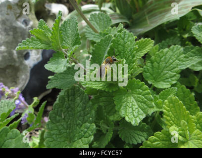 Frühen Bergbau Biene (Andrena Haemorrhoa) auf Katzenminze (Nepeta sp.) Stockfoto