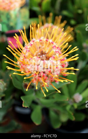 Nahaufnahme von Leucospermum Cuneiforme Hybrid oder bekannt als Karneval orange Stockfoto