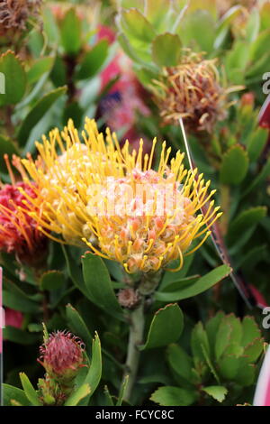 Nahaufnahme von Leucospermum Cuneiforme Hybrid oder bekannt als Karneval orange Stockfoto