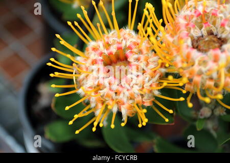 Nahaufnahme von Leucospermum Cuneiforme Hybrid oder bekannt als Karneval orange Stockfoto