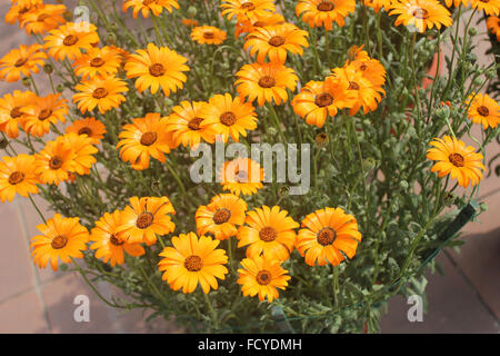 Dimorphotheca Sinuata, glanduläre Cape Marigold, jährliche ornamentalen Kraut mit orange Strahlen Köpfe mit dunkler Mitte Stockfoto