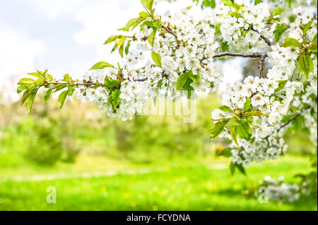 Weiße Blüte Kirschbaum. Frühlingsblumen in grüner Natur Hintergrund. Selektiven Fokus Stockfoto