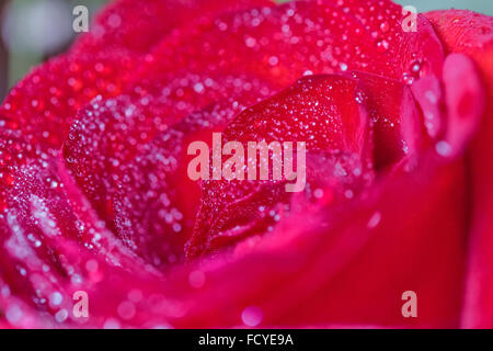 Blühende große schöne rote rose mit Wassertropfen Stockfoto