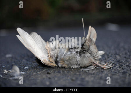 Ein toter Spatz auf der Straße liegen. Stockfoto