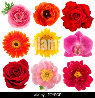 Einzelne Blüten. Rose, Orchidee, Pfingstrose, Sonnenblume, Gerber, Anemone isoliert auf weißem Hintergrund Stockfoto