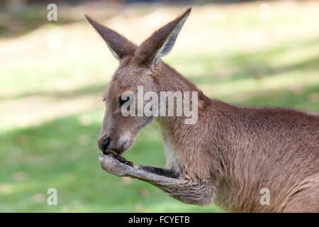Porträt von einem Essen roten Känguru in Queensland, Australien Stockfoto