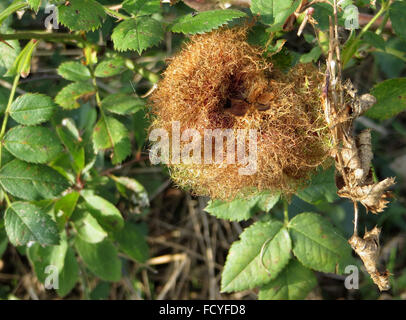 Robins Nadelkissen (rose Bedeguar Gall) auf Hundsrose geräumt Stockfoto