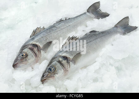 Frische Seabasses auf Eis Stockfoto