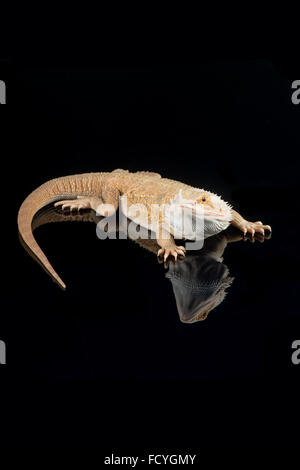 Bartagame: Pogona SP. kontrollierte, studio Stockfoto