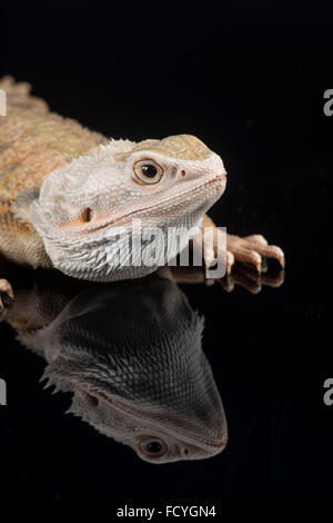 Bartagame: Pogona SP. kontrollierte, studio Stockfoto