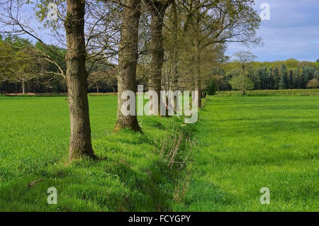Ostfriesland Abgetorftes Moor Jetzt Feld - Ost Friesland ehemaligen Sumpf und jetzt vor Ort Stockfoto