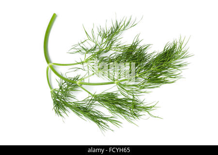 Twig von frischem grünen Dill auf weißem Hintergrund Stockfoto