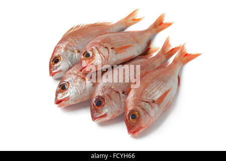 Frische kleine rohe Red snapper auf weißem Hintergrund Stockfoto