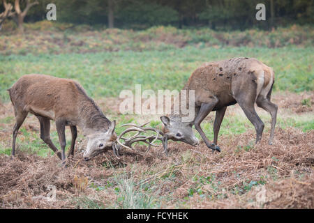 Rotwild: Cervus Elaphus. Hirsche Brunftzeit.  Richmond Park, Surrey, England Stockfoto