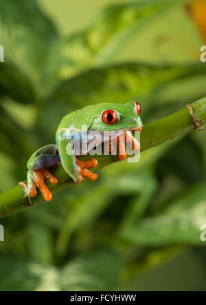 Rotäugigen Baumfrosch (Agalychnis Callidryas). Kontrollierte, studio Stockfoto