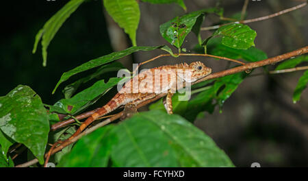 Kurzer Haubenmeise Wald Dragon: Gonocephalus Liogaster. Danum Valley, Sabah, Borneo. Stockfoto