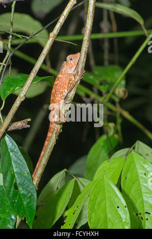 Kurzer Haubenmeise Wald Dragon: Gonocephalus Liogaster. Danum Valley, Sabah, Borneo. Stockfoto