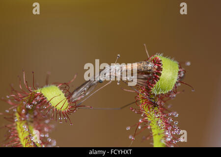 Kap-Sonnentau: Drosera Capensis. Mit erbeuteten Schnake. Angebaut. Stockfoto