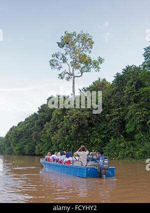 Touristen, die Orang-Utan im Baum vom Boot beobachten. Kinabatangan Fluss, Sabah, Borneo Stockfoto