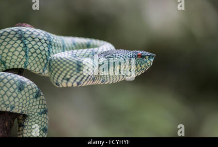 Wagler Grubenotter: Tropidolaemus Wagleri. Sabah, Borneo Stockfoto