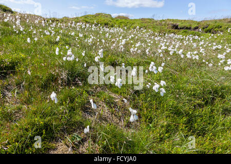 Eriophorum angustifolium oder gemeinsamen Baumwolle Gras im Sommer auf dem restaurierten Mauren des Kinder Scout, Derbyshire, England, Großbritannien Stockfoto