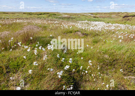 Gemeinsame Baumwolle Gras oder Wollgras (Eriophorum angustifolium) im Sommer auf dem restaurierten moorland Plateau des Kinder Scout, Derbyshire, England, Großbritannien Stockfoto