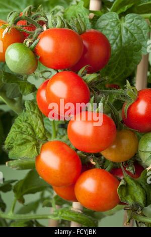 Frische reife Cherry-Tomaten an einer Pflanze Stockfoto