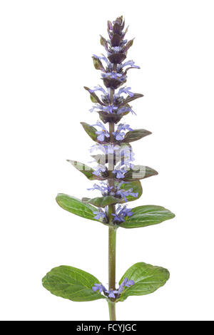 Blühende Pflanze Ajuga auf weißem Hintergrund Stockfoto