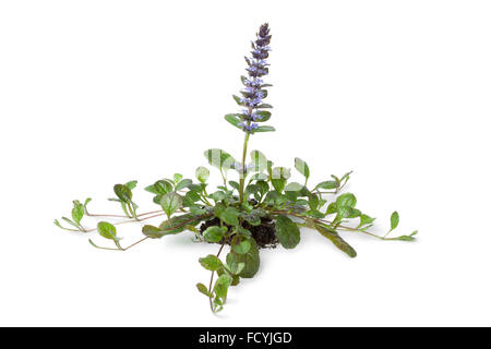 Blühende Pflanze Ajuga auf weißem Hintergrund Stockfoto