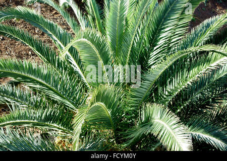 Palmetum botanischen Gärten in Santa Cruz De Tenerife, hat eine der größten Sammlungen von Palmen in Welt Stockfoto