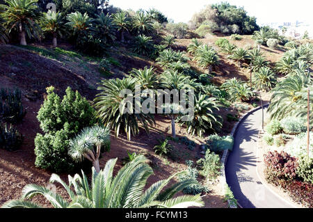 Palmetum botanischen Gärten in Santa Cruz De Tenerife, Kanarische Inseln, Spanien Stockfoto