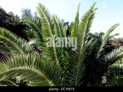 Palmetum botanischen Gärten in Santa Cruz De Tenerife, hat eine der größten Sammlungen von Palmen in Welt Stockfoto