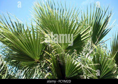 Palmetum botanischen Gärten in Santa Cruz De Tenerife, hat eine der größten Sammlungen von Palmen in Welt Stockfoto