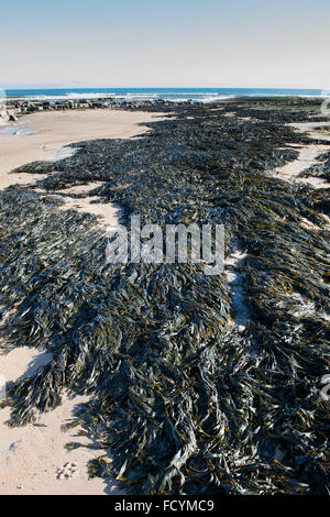 Fucus Serratus. Algen / Zahnriemen Wrack an der Küste von Northumberland. UK Stockfoto