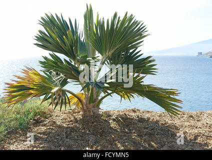 Palmetum botanischen Gärten in Santa Cruz De Tenerife, hat eine der größten Sammlungen von Palmen in Welt Stockfoto