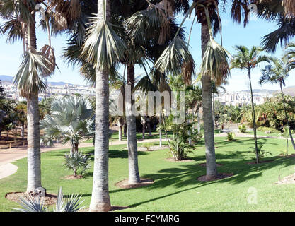 Palmetum botanischen Gärten in Santa Cruz De Tenerife, hat eine der größten Sammlungen von Palmen in Welt Stockfoto