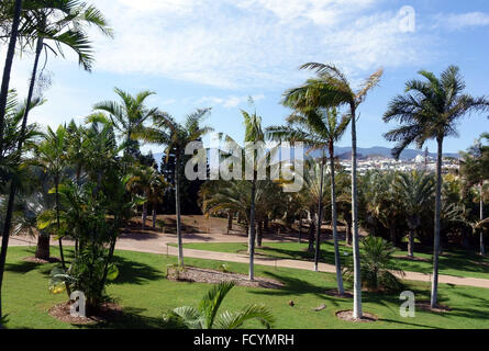 Palmetum botanischen Gärten in Santa Cruz De Tenerife, hat eine der größten Sammlungen von Palmen in Welt Stockfoto