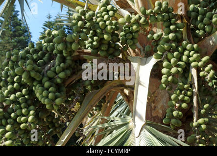 Palmetum botanischen Gärten in Santa Cruz De Tenerife, Kanarische Inseln, Spanien - Palmnüssen auf Baum aus Mauritius Stockfoto