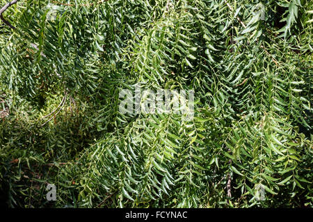 Palmetum botanischen Gärten in Santa Cruz De Tenerife, Kanarische Inseln, Spanien - Aradirachta Indica Stockfoto