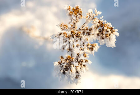 Kuh Petersilie bedeckt in Frost Stockfoto