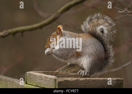 Graue Eichhörnchen, Sciurus Carolinensis, Fütterung aus einem Vogelhaus, Derbyshire (Peak District National Park) Stockfoto