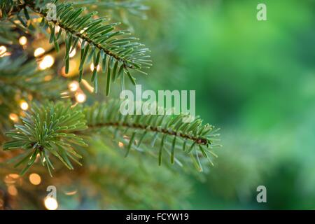 frischen grünen Weihnachtsbaum Nahaufnahme Hintergrund mit Textfreiraum Stockfoto
