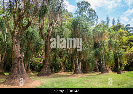 Beaucarnea Recurvata - der Elefantenfuß, Pferdeschwanz Palm, Inhotim Botanischer Garten und Museum für zeitgenössische Kunst, Belo Horizonte Stockfoto