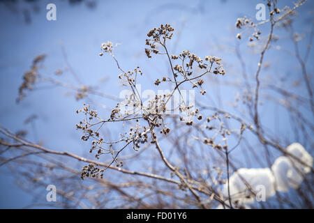 Trockenblumen in Winter Park, close-up Foto mit Tiefenschärfe und verschwommene blaue Schnee Hintergrund Stockfoto